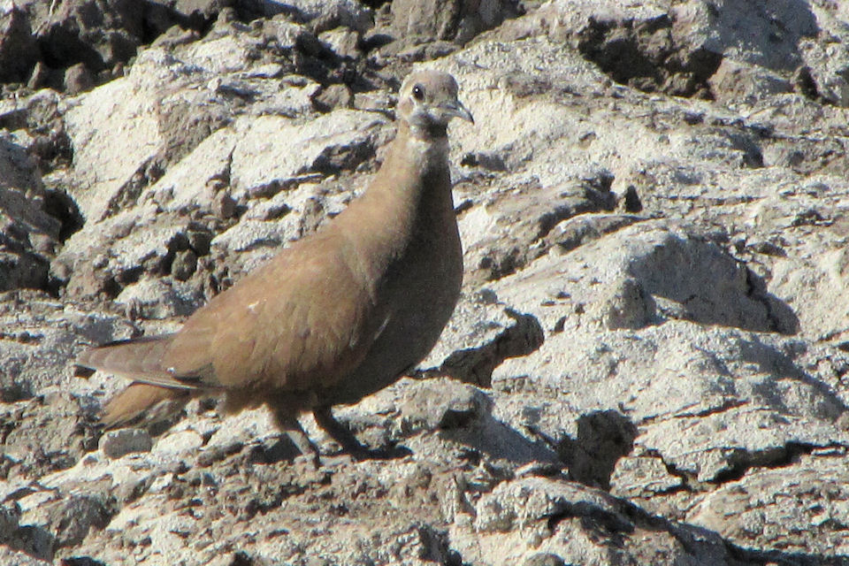 Flock Bronzewing (Phaps histrionica)